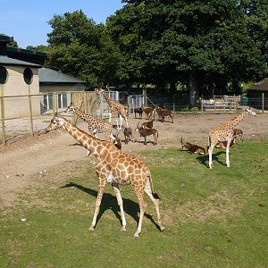View towards the Giraffe House