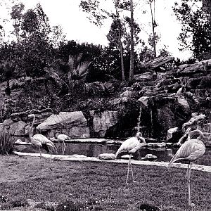 Los Angeles Zoo Flamingo Exhibit