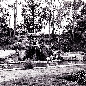 Los Angeles Zoo Flamingo Exhibit