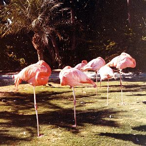Los Angeles Zoo Flamingo Exhibit