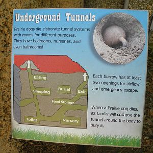 Prairie Dog Exhibit