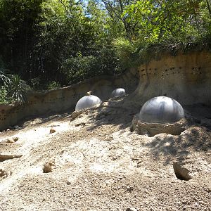 Prairie Dog Exhibit