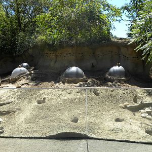 Prairie Dog Exhibit