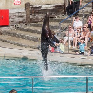 California Sea Lion Show - 02/09/2011