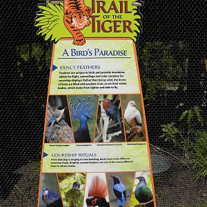 Trail of the Tiger: Birds of Paradise