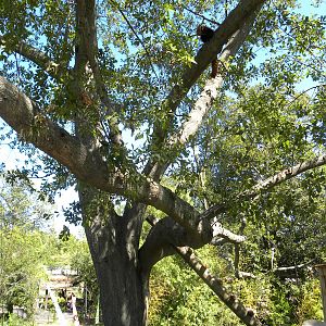 Trail of the Tiger: Red Panda Exhibit