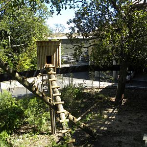 Trail of the Tiger: Red Panda Exhibit