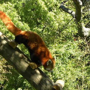 Trail of the Tiger: Red Panda Exhibit