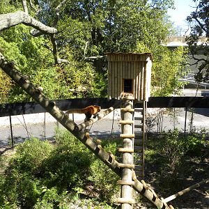 Trail of the Tiger: Red Panda Exhibit