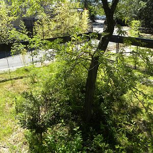 Trail of the Tiger: Red Panda Exhibit