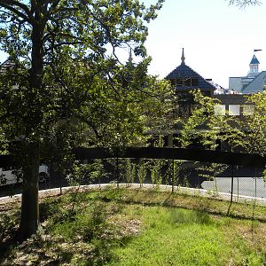 Trail of the Tiger: Red Panda Exhibit