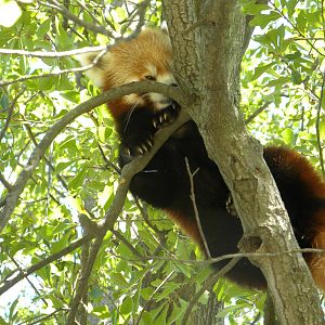 Trail of the Tiger: Red Panda Exhibit