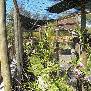 Rhinoceros Hornbill Exhibit