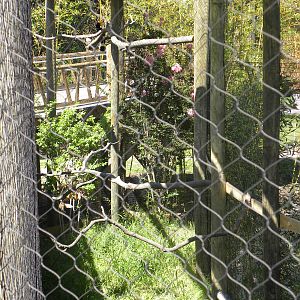 Rhinoceros Hornbill Exhibit