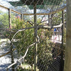 Rhinoceros Hornbill Exhibit