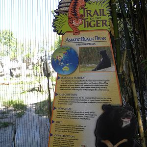 Asiatic Black Bear Exhibit