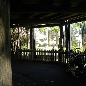 Asiatic Black Bear Exhibit