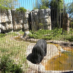 Asiatic Black Bear Exhibit