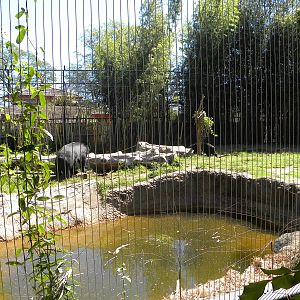 Asiatic Black Bear Exhibit