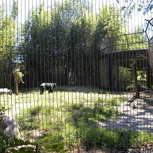 Asiatic Black Bear Exhibit
