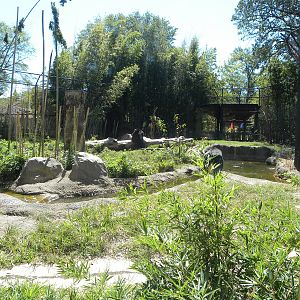 Asiatic Black Bear Exhibit