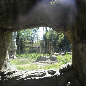 Asiatic Black Bear Exhibit