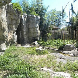 Asiatic Black Bear Exhibit