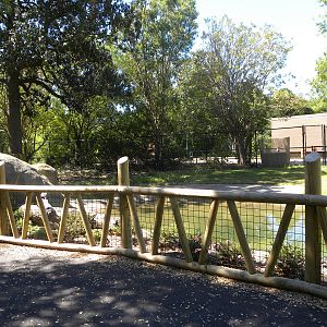 Malayan Tapir Exhibit