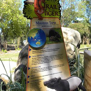 Malayan Tapir Exhibit