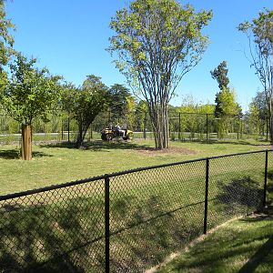 Malayan Tapir Exhibit