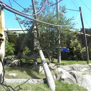 White-Cheeked Gibbon/Small-Clawed Otter Exhibit