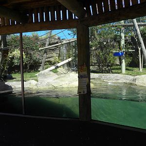White-Cheeked Gibbon/Small-Clawed Otter Exhibit