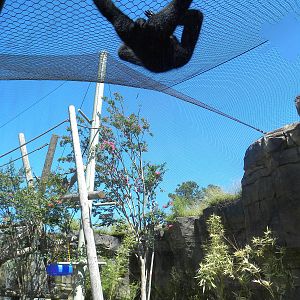 White-Cheeked Gibbon/Small-Clawed Otter Exhibit