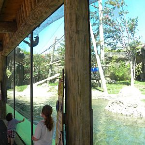 White-Cheeked Gibbon/Small-Clawed Otter Exhibit