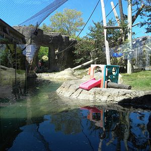 White-Cheeked Gibbon/Small-Clawed Otter Exhibit