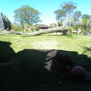 Tiger Exhibit