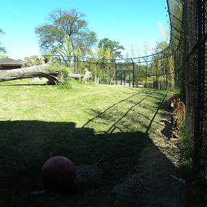 Tiger Exhibit