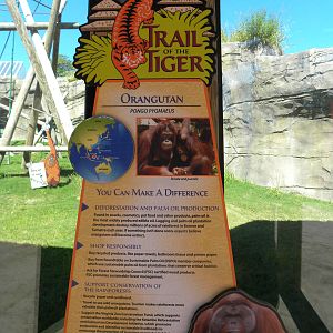 Orangutan Exhibit
