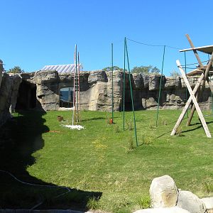 Orangutan Exhibit