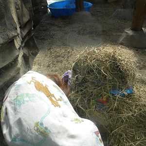 Indoor Orangutan Exhibit