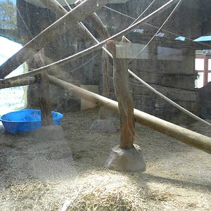 Indoor Orangutan Exhibit