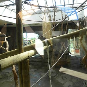 Indoor Siamang Exhibit