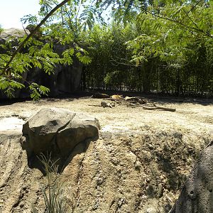 Red River Hog Exhibit
