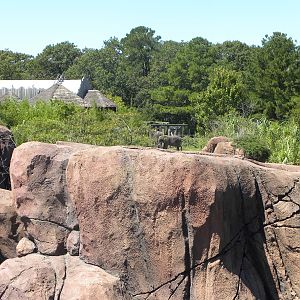 Lion exhibit with elephants in the background