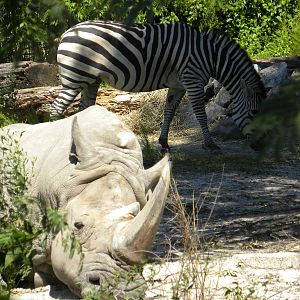 Southern White Rhino/Grant's Zebra Exhibit