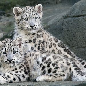 Snow Leopard Cubs