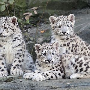 Snow Leopard Cubs