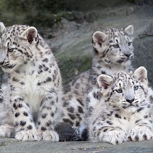 Snow Leopard Cubs