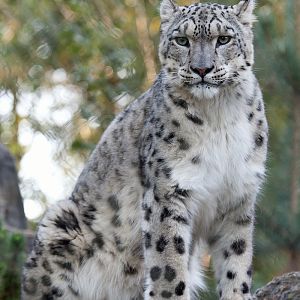 Snow Leopard - Indeever