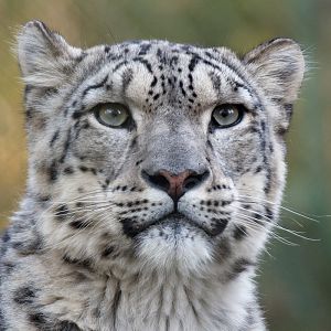 Snow Leopard - Indeever